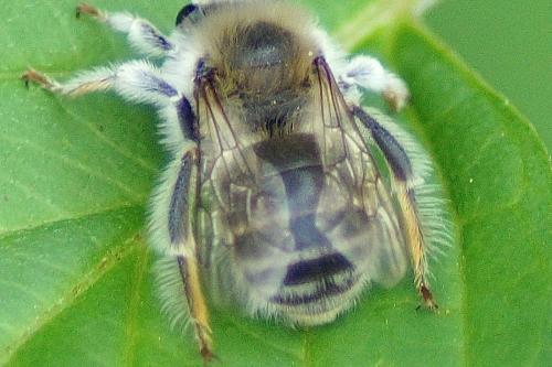 Eucera sp.
