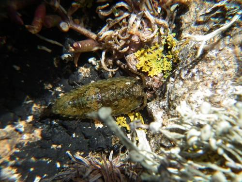 Réf. 189 621 : Ligia oceanica