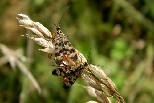 Panorpa vulgaris