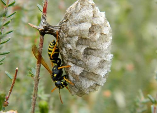 Réf. 189 340 : Polistes nimpha
