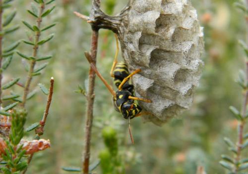 Réf. 189 323 : Polistes nimpha