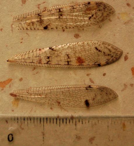 Réf. 189 601 : Distoleon tetragrammicus