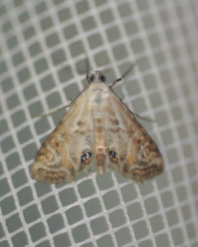 Réf. 189 608 : Cataclysta lemnata