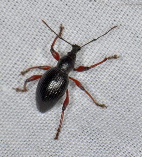 Otiorhynchus tenebricosus
