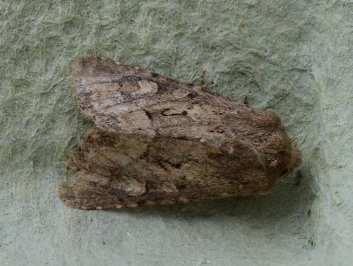 Réf. 189 945 : Luperina testacea