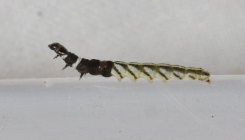 Réf. 189 957 : Helcystogramma rufescens