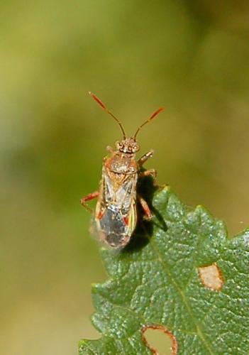 Réf. 189 738 : Liorhyssus hyalinus