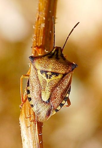 Réf. 189 758 : Carpocoris mediterraneus atlanticus