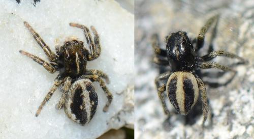 Réf. 189 092 : Attulus longipes