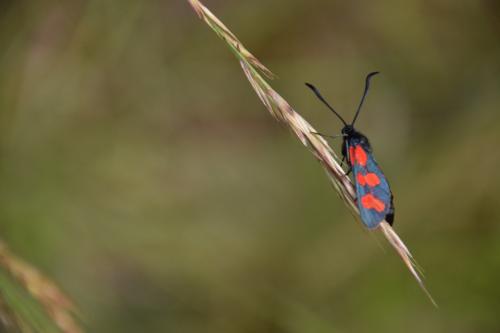 Zygaena transalpina