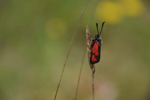 Zygaena loti