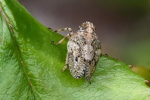 Issus coleoptratus