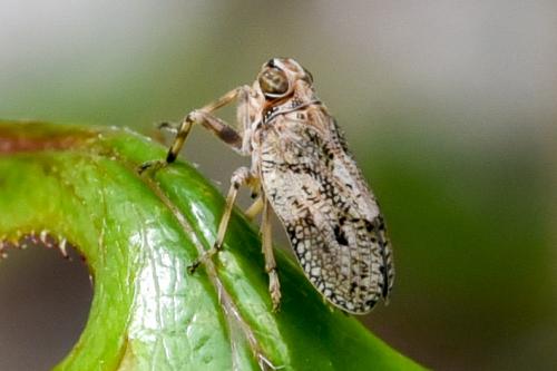 Issus coleoptratus