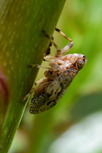 Issus coleoptratus