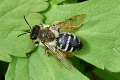 Andrena sp.