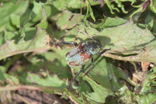 Réf. 189 812 : Hoplia argentea