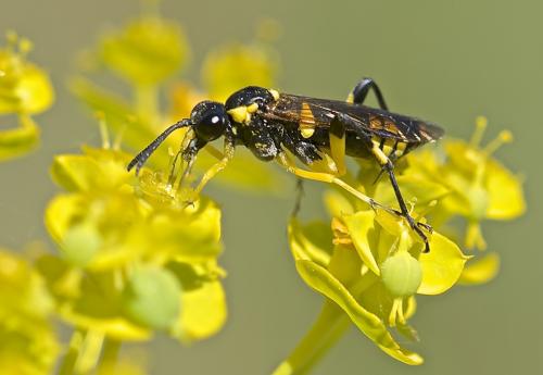 Macrophya montana