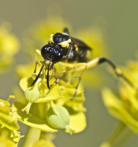 Macrophya montana