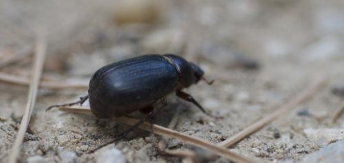 Aplidia sp.
