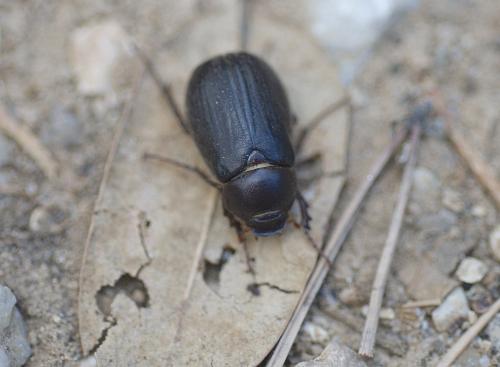Réf. 189 884 : Aplidia sp.