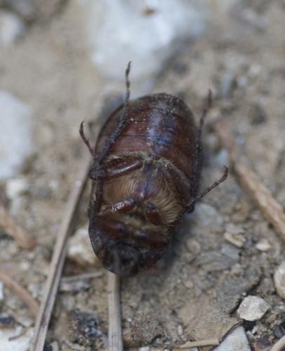 Aplidia sp.