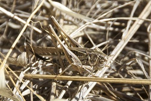 Réf. 189 698 : Platycleis affinis affinis