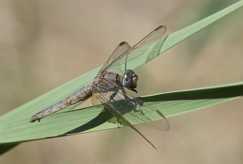 Réf. 189 652 : Crocothemis erythraea