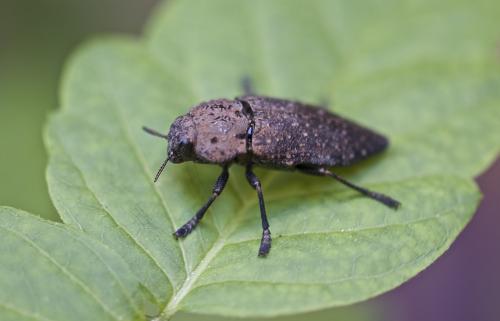 Réf. 189 651 : Capnodis tenebricosa