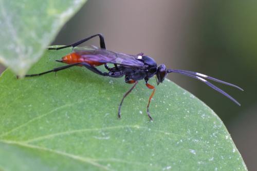 Réf. 189 091 : Ichneumoninae inconnu