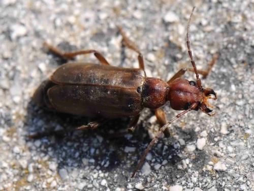 Vesperus strepens