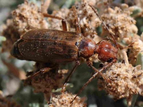 Vesperus strepens