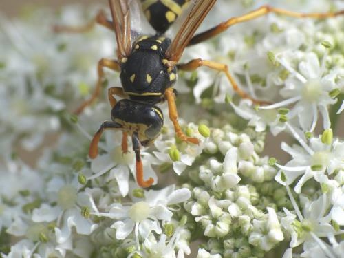 Polistes dominula