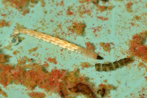 Dasyhelea sp.