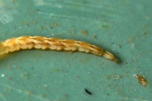 Dasyhelea sp.