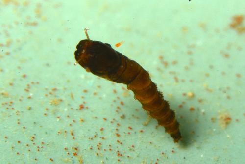 Dasyhelea sp.