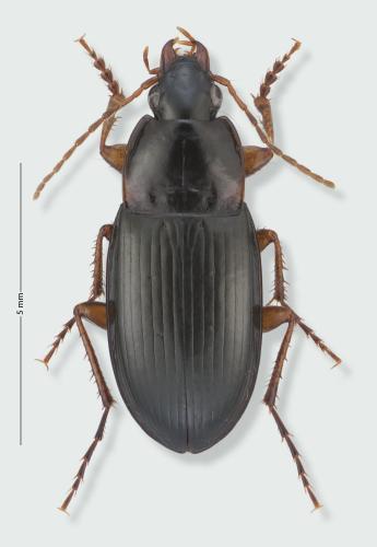 Réf. 189 410 : Calathus melanocephalus