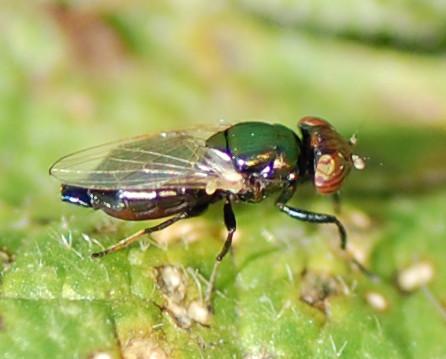Réf. 189 543 : Physiphora alceae