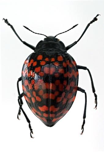 Réf. 189 019 : Erotylus giganteus