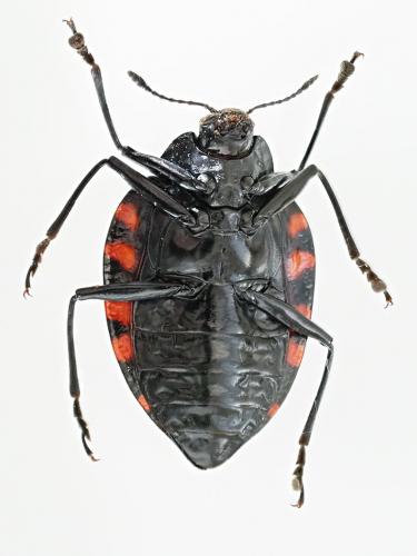 Erotylus giganteus