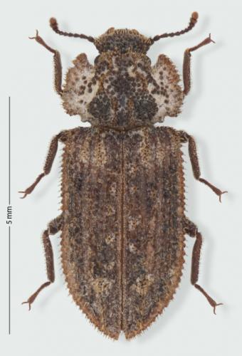 Réf. 189 962 : Endophloeus markovichianus