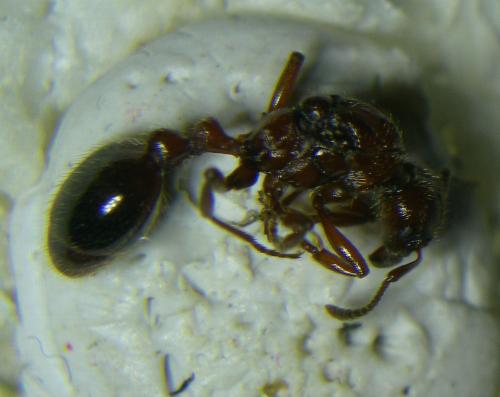 Manica rubida