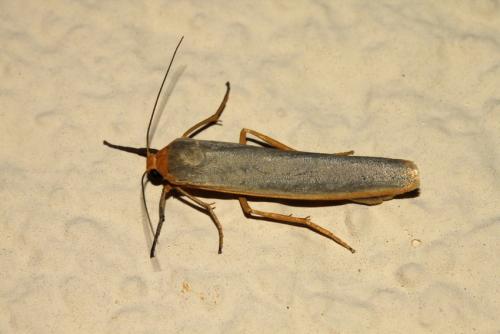 Eilema complana