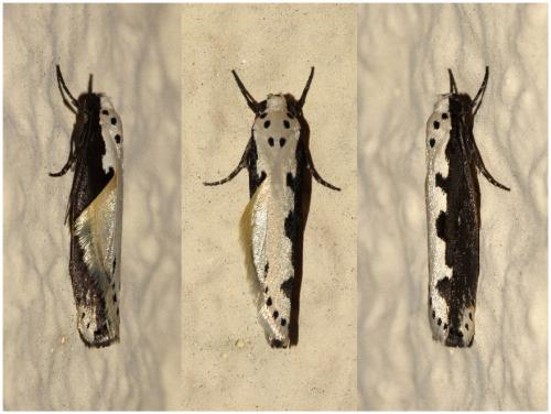 Réf. 189 344 : Ethmia bipunctella