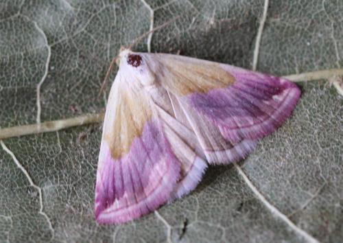 Eublemma purpurina