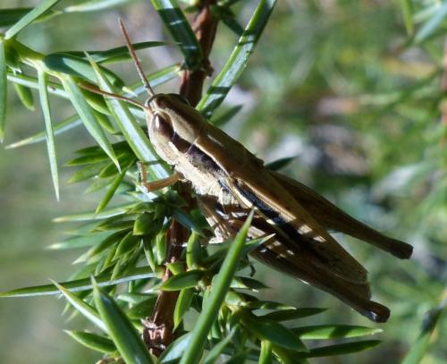 Euchorthippus elegantulus