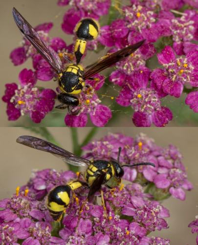 Eumenes sp.