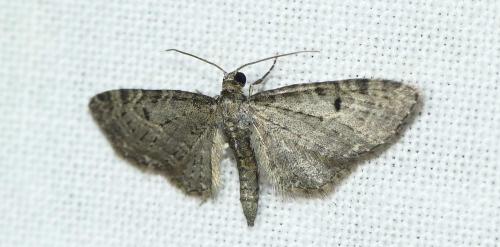 Réf. 189 811 : Eupithecia virgaureata