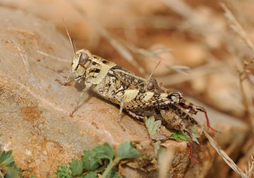 Calliptamus sp.