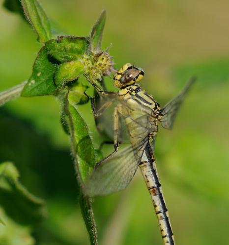 Réf. 189 864 : Gomphus simillimus