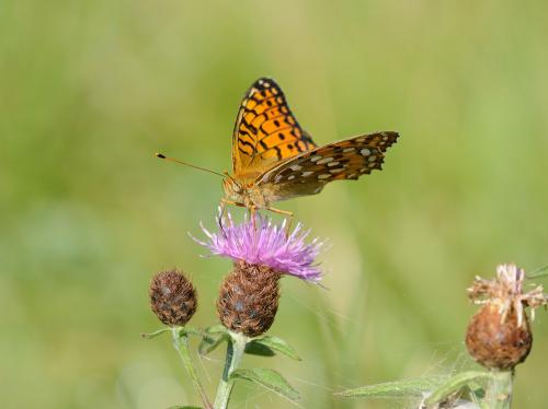 Argynnis aglaja